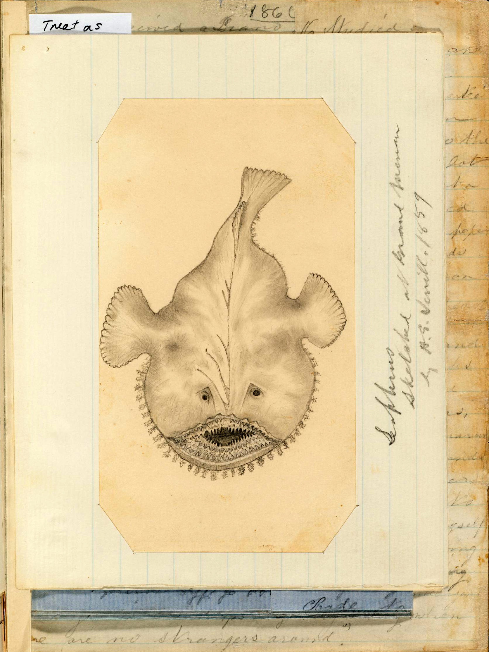 Diary of A. E. Verrill