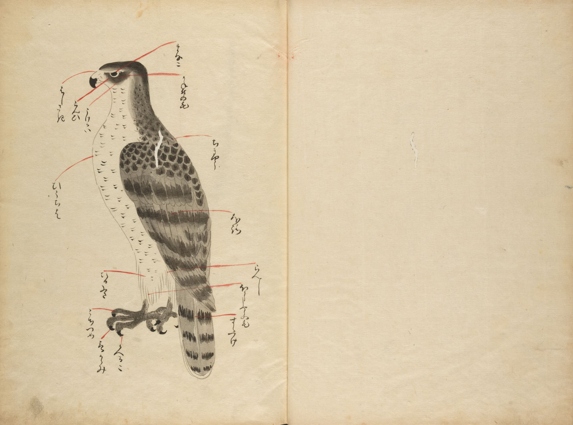 falcon 4