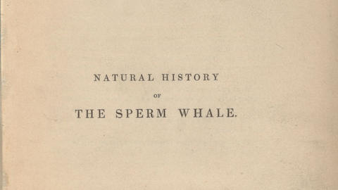Beale, Thomas. The natural history of the sperm whale