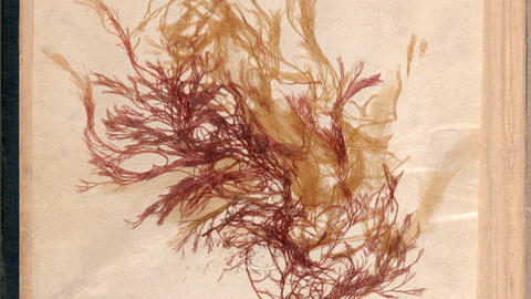 Mosses from an Old Manse 1846-1850 New York, NY; Salem, MA