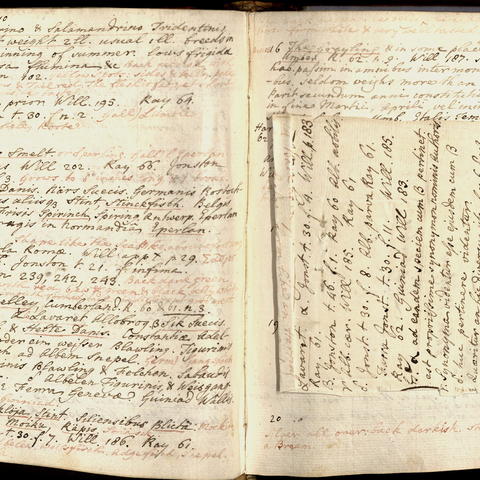 Notes on Linné's Systema Naturae