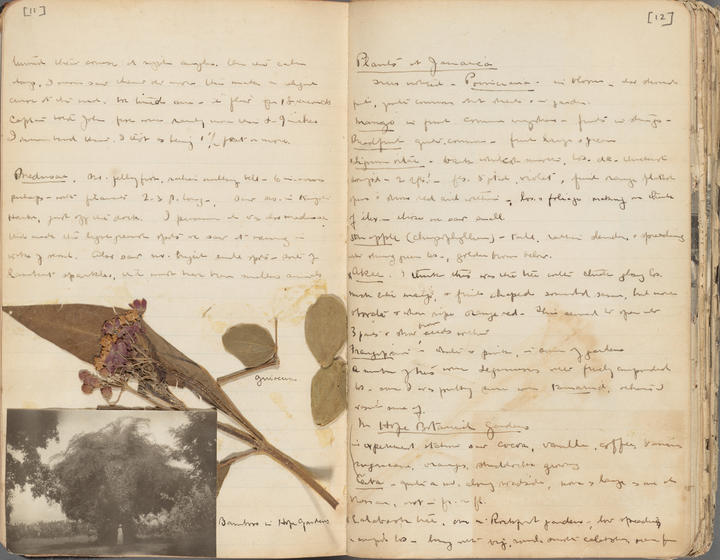 Diary of Alice Rich Northrop 1906 Jamaica