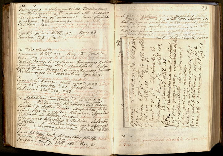 Notes on Linné's Systema Naturae