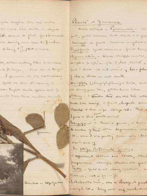 Diary of Alice Rich Northrop 1906 Jamaica