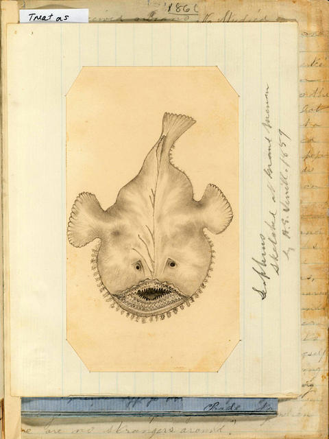 Diary of A. E. Verrill